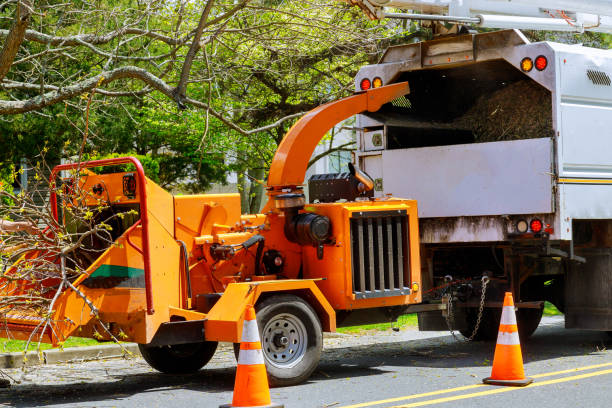 Best Tree Stump Removal  in Lorain, OH